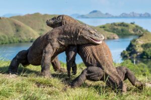 Komodo National Park a Top Choice for Bali Tourists in 2026